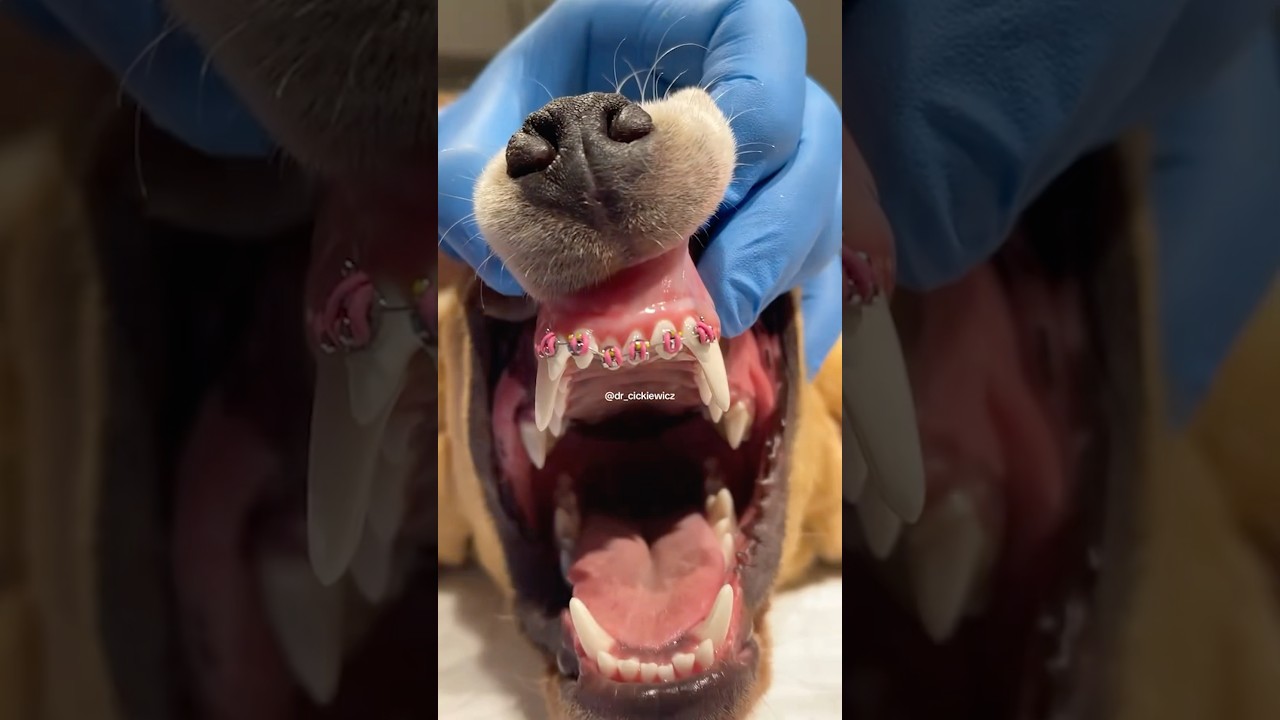 Can DOGS Really Need Braces Too?! 🐶🦷