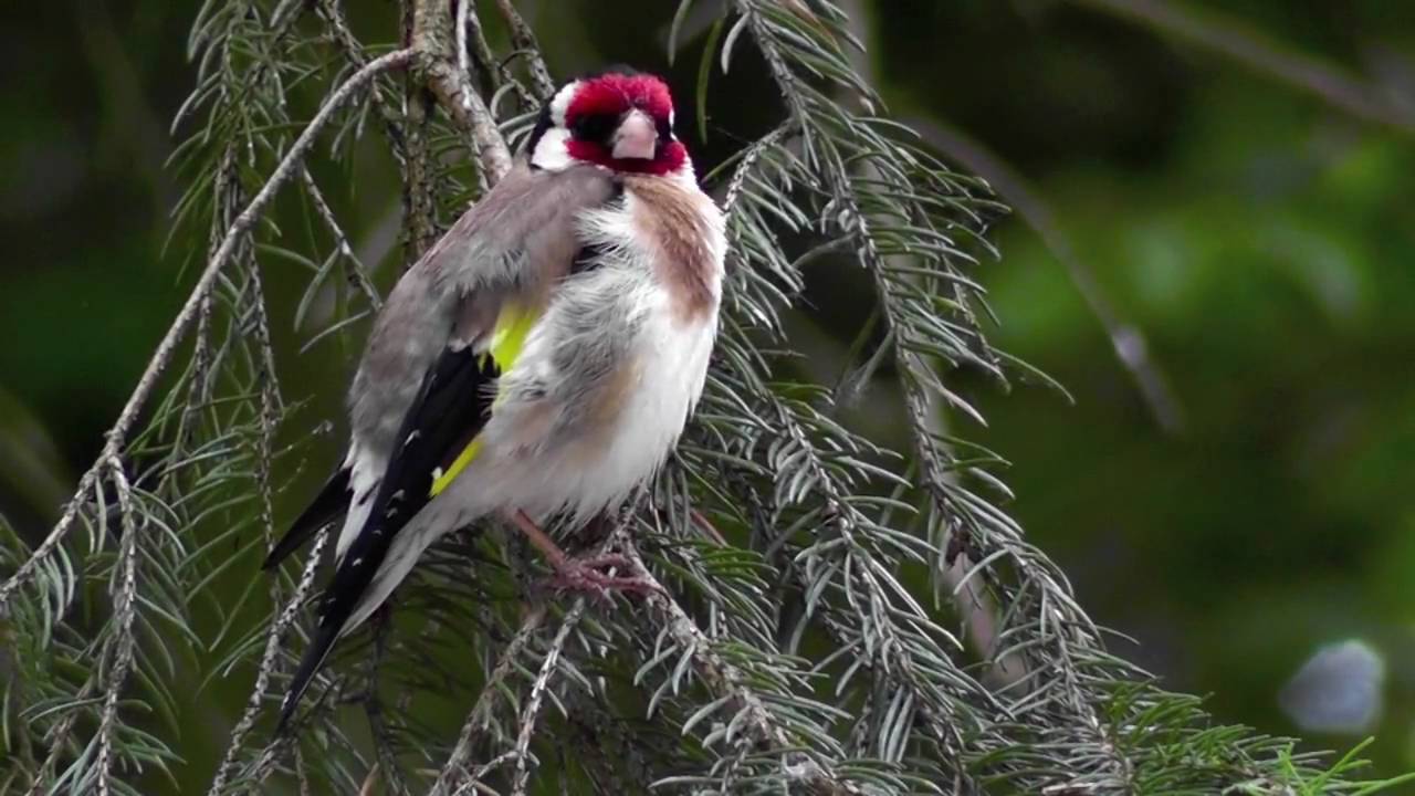 Chardonneret &eacute;l&eacute;gant - Carduelis carduelis