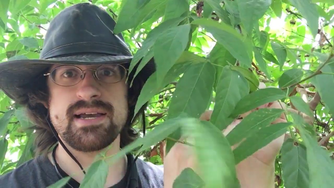 Learn all about the Mexican Buckeye Tree!