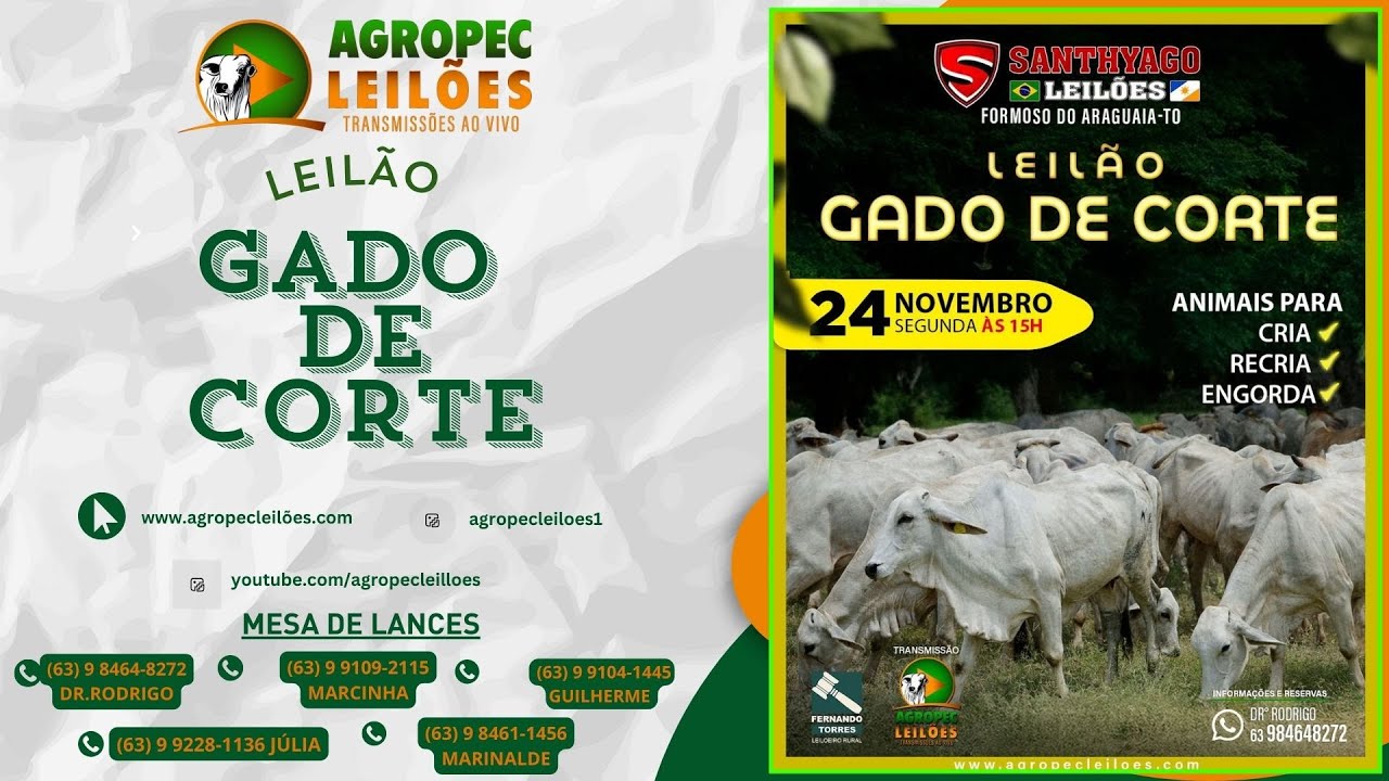 Agropecleiloes AO VIVO | LEIL&Atilde;O GADO DE CORTE | SANTHYAGO LEIL&Otilde;ES |FORMOSO DO ARAGUAIA-TO | 24/11/25