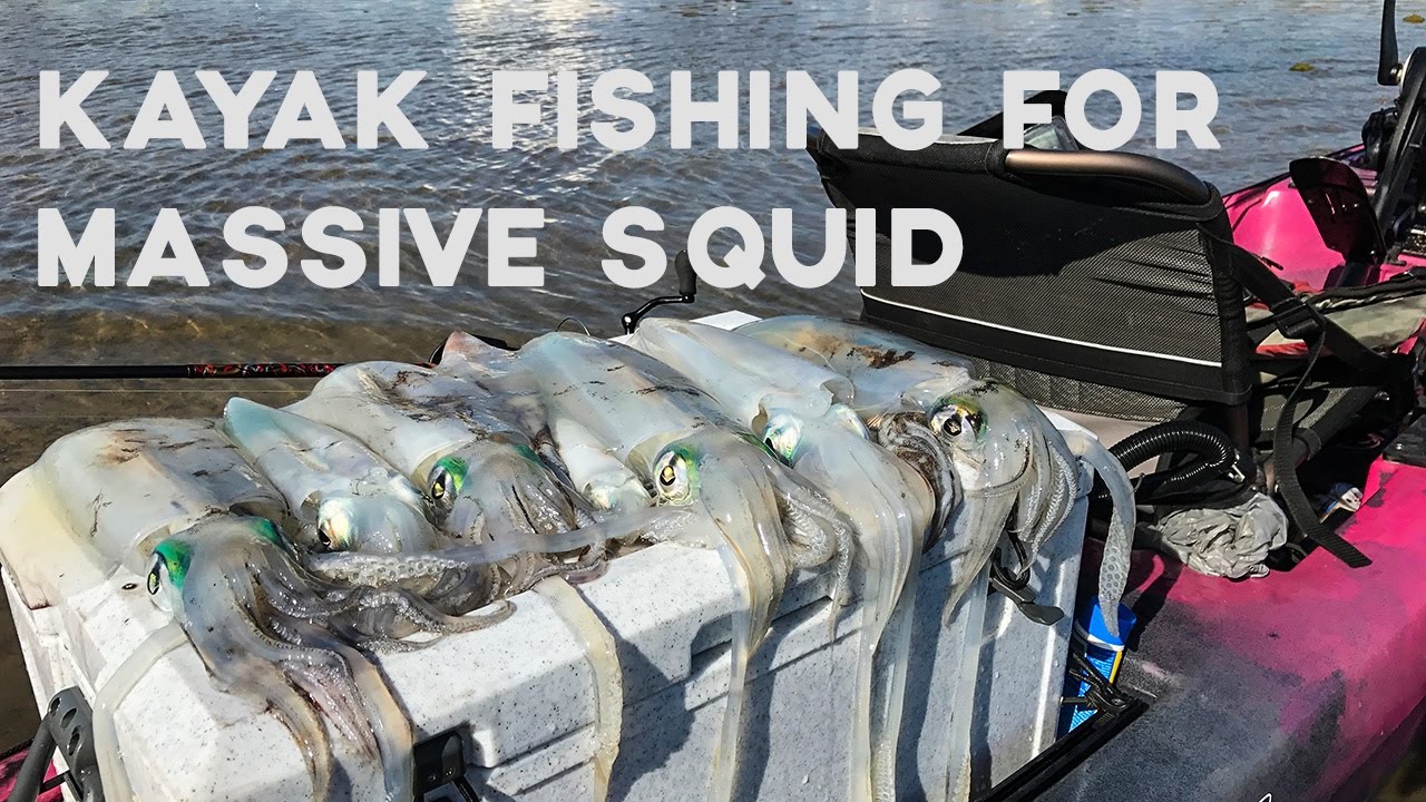 Catching Monster Squid from a Kayak - Westernport