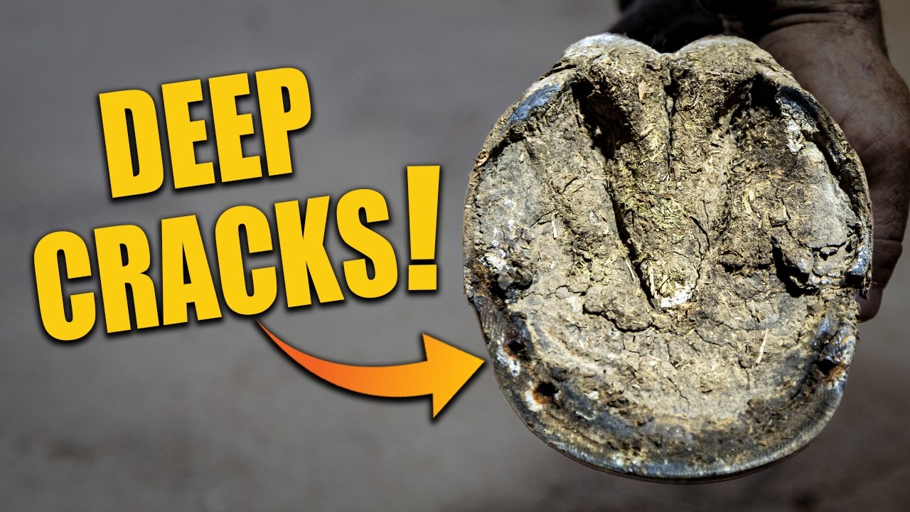 this hoof had deep cracks… worse than it looks!