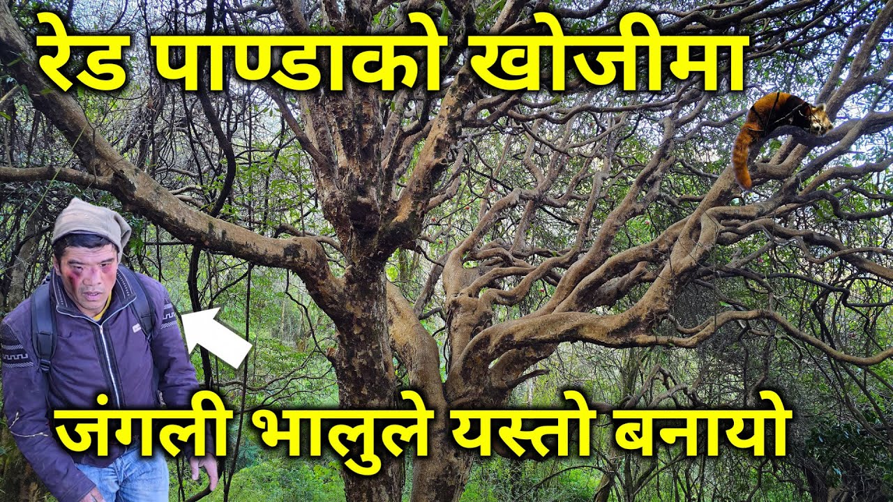 दिउसै डरलाग्दो अनकन्टार जङ्गलभित्र रेड पाण्डाको खोजीमा जाँदा | जंगली भालुले मान्छेलाई यस्तो बनायो
