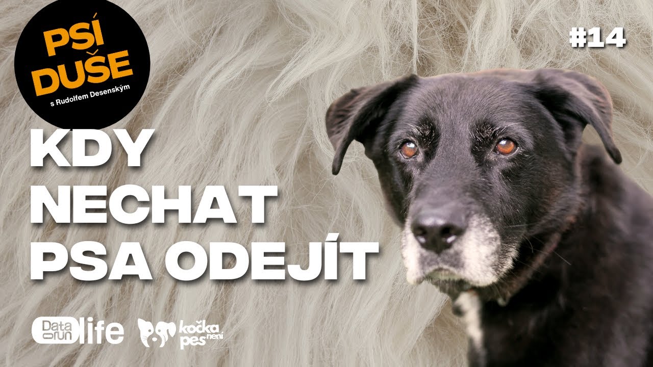 Je to ještě život, nebo už jen přežívání? Kdy je správný čas nechat psa odejít? | Psí duše #14