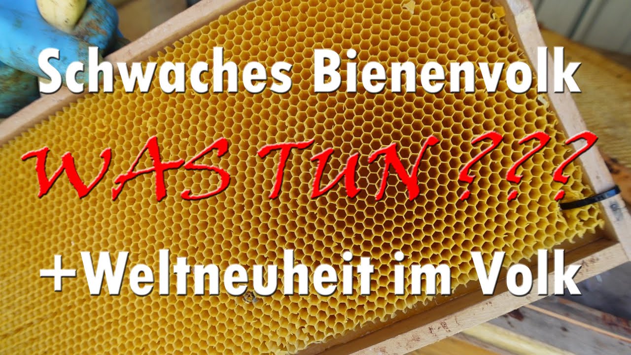 Schwaches Bienenvolk ? Was tun ???