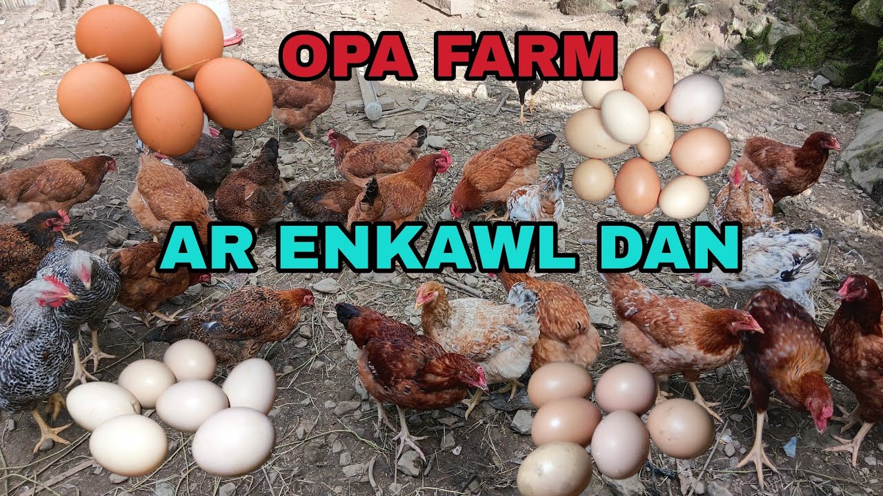 Rainbow rooster enkawl dan. Engtikah nge an tui # OPA FARM