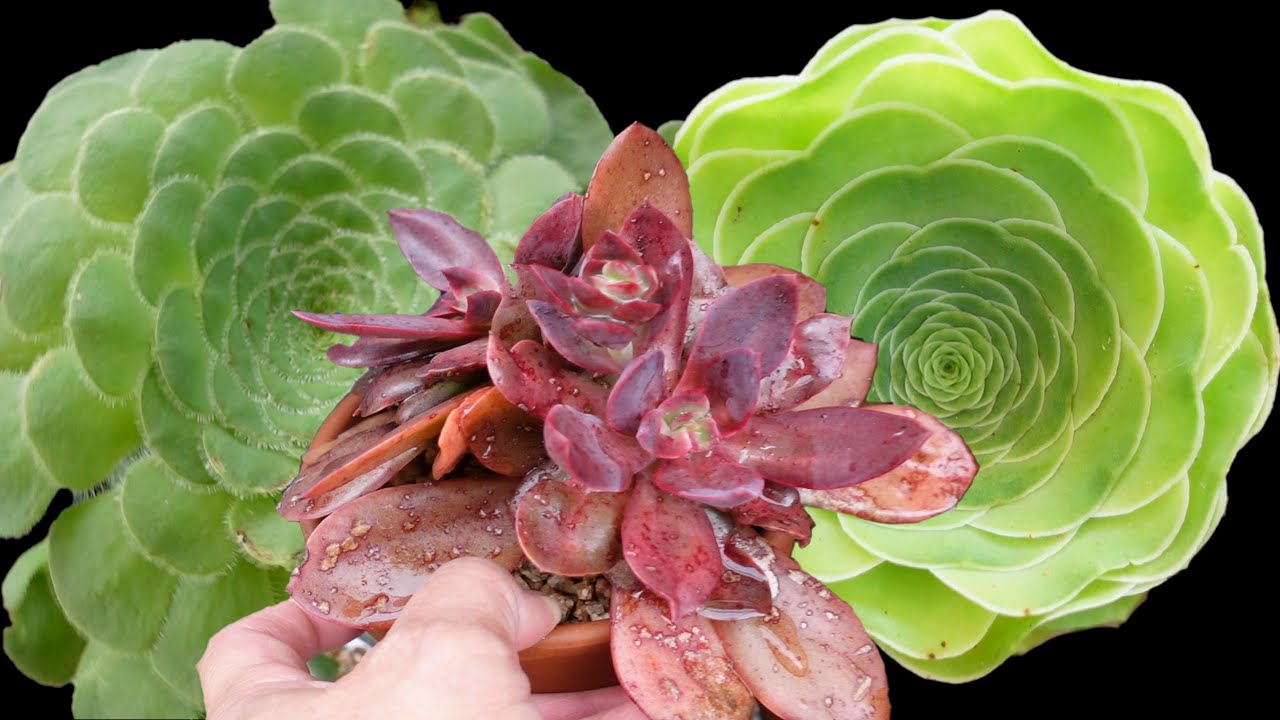 HOW TO GROW DINNER PLATE AEONIUM | VLOG #97 Succulents & Coffee w/ Liz