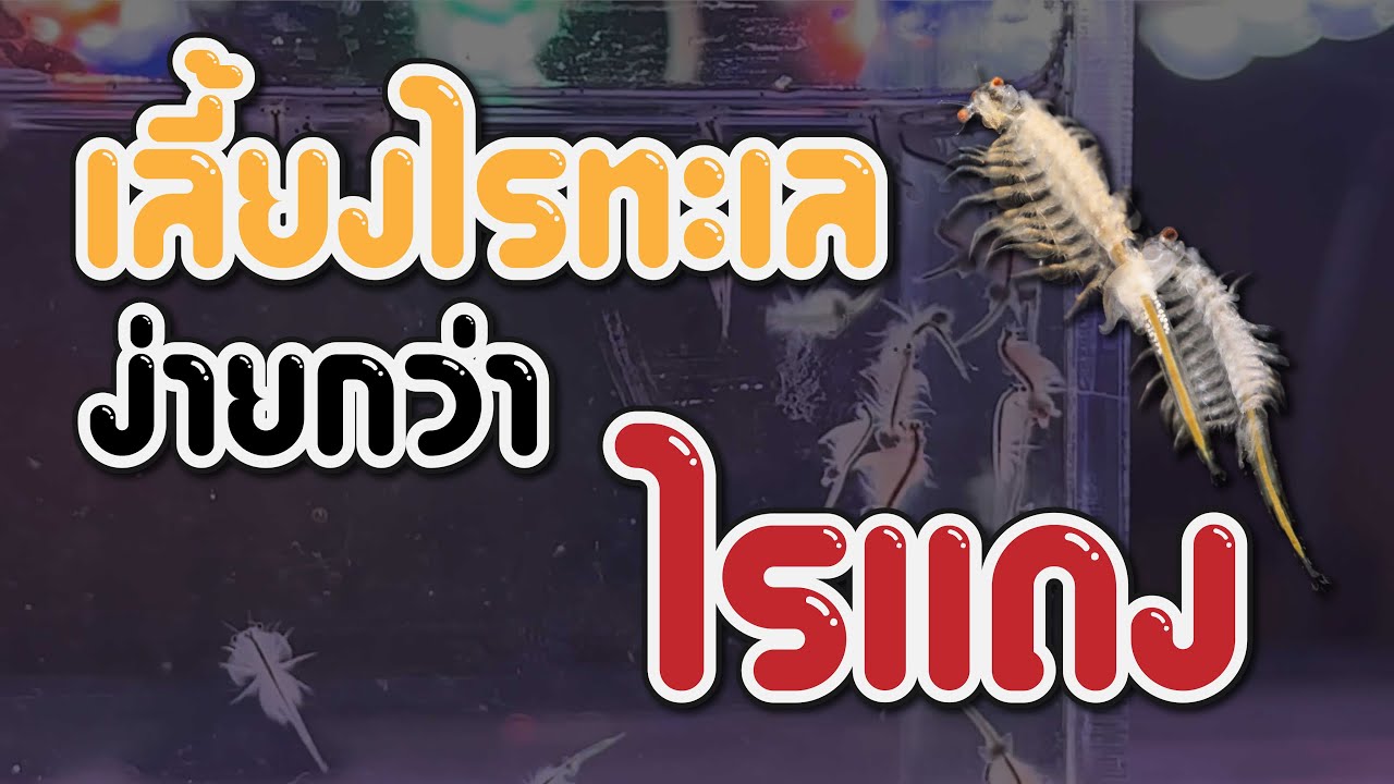 ไรทะเลเลี้ยง ง่ายๆสบายคนเลี้ยงปลา