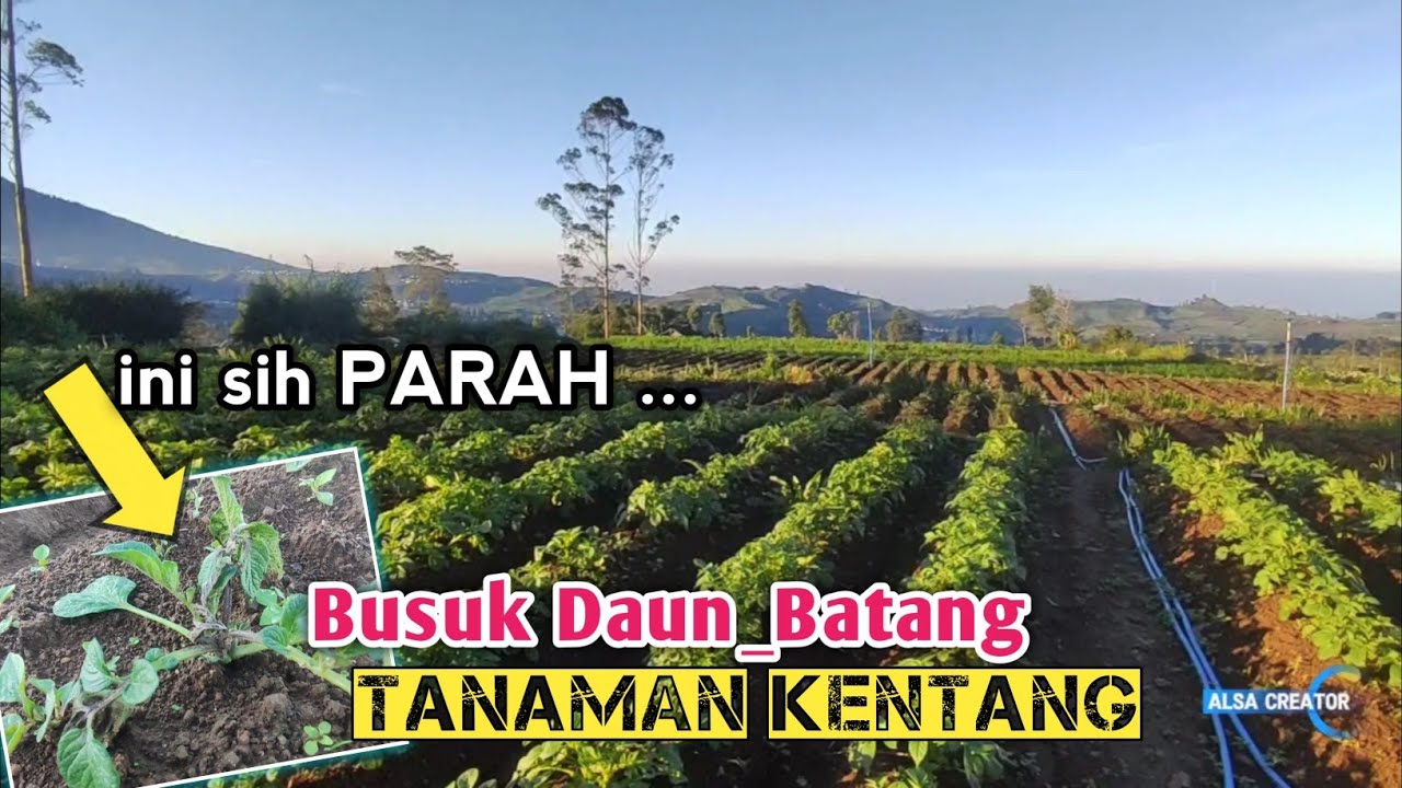 P4RAH ... Busuk DAUN Busuk BATANG Tanaman KENTANG || dieng farm