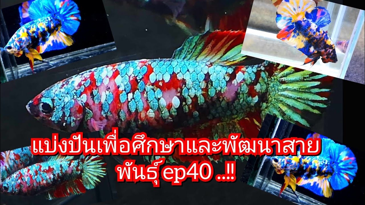 แบ่งปันเพื่อศึกษาและพัฒนาสายพันธุ์ ep40 ..!!#bettafish #ปลากัดสวยงาม #beautiful