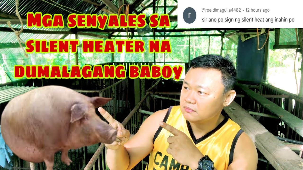 Ano ang mga senyales sa dumalagang baboy na mga silent heater o palihim na naglandi | Ryan Patenio