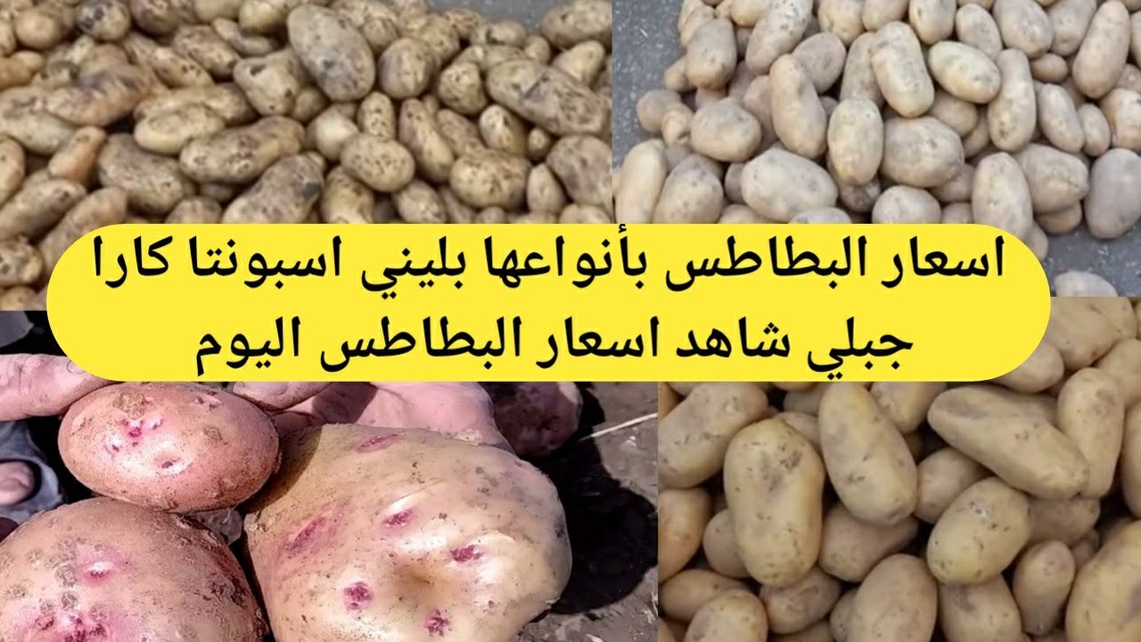 اسعار البطاطس بأنواعها بليني اسبونتا كارا وانواع البطاطس القلية