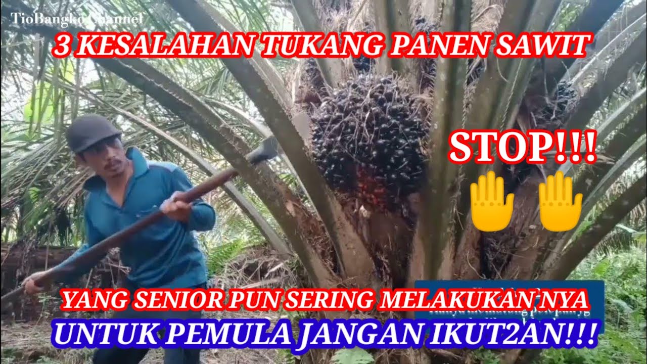 TIGA KESALAHAN YANG SERING DILAKUKAN TUKANG PANEN SAWIT @TIO BANGKO