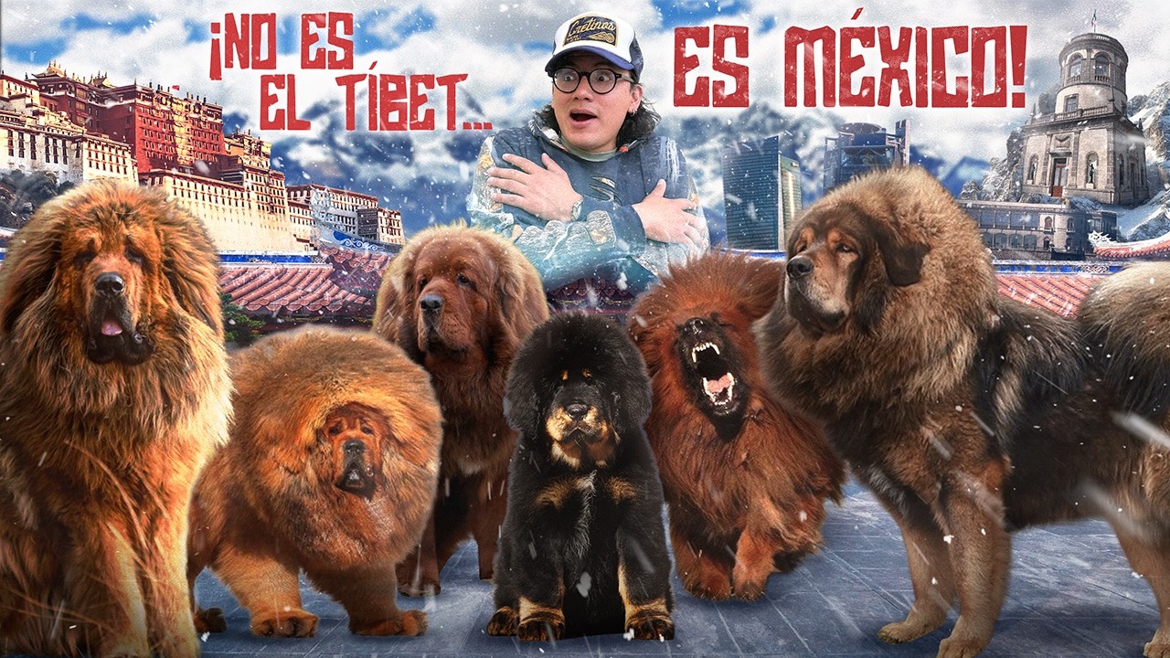 así fue la primera REUNIÓN de MASTÍN TIBETANO del país...