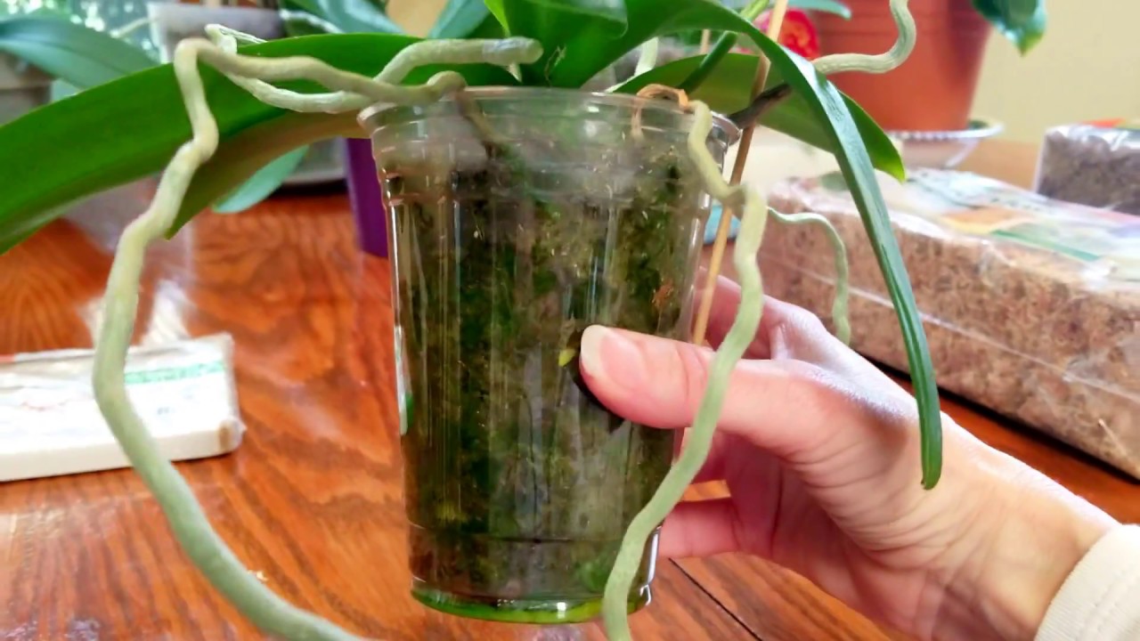 Orchid moss and containers.
