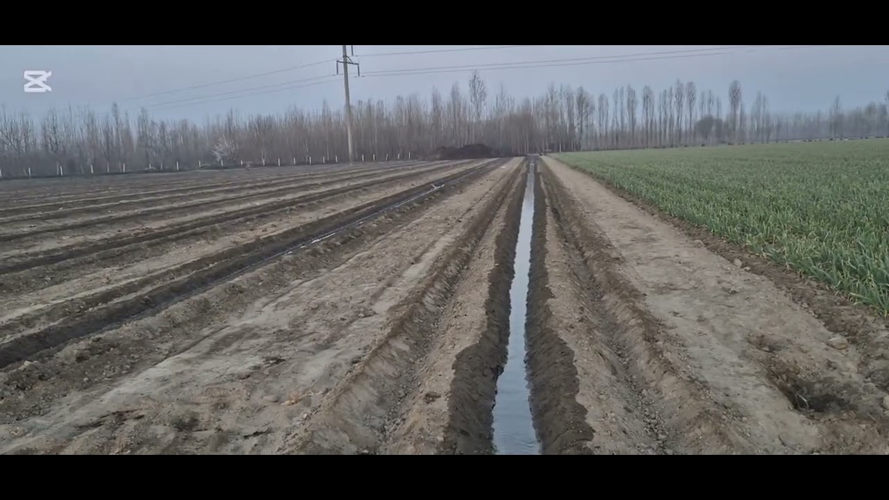 Тарвуз экиладиган жойга контрол сув қўйиш.  #bobodexqonlar 3- Қисим