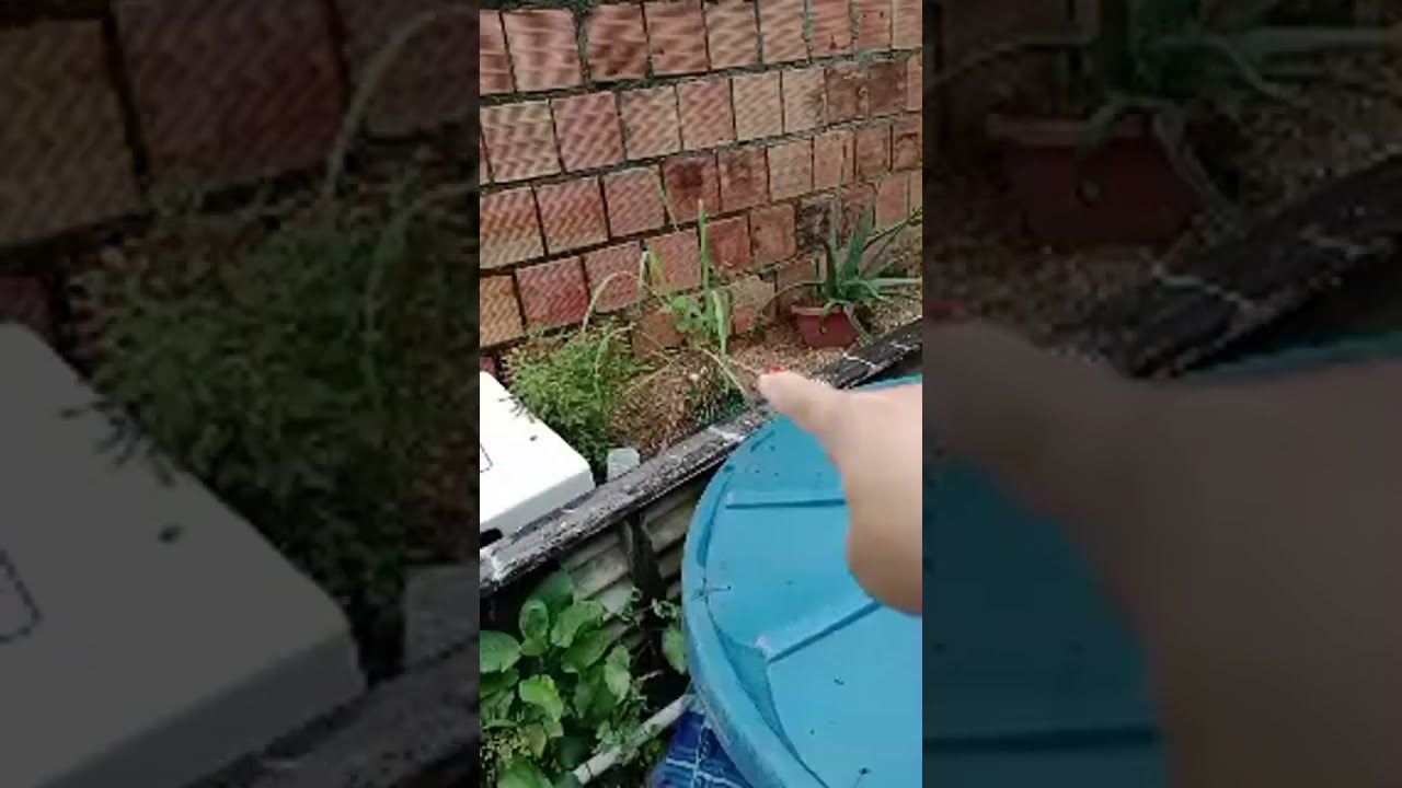 AS FORMIGAS MATARAM MEU PÉ DE TOMATE🍅VOU ARRANCAR TUDO#shorts .Ateliê da Graça e Vlogs está ao vivo!