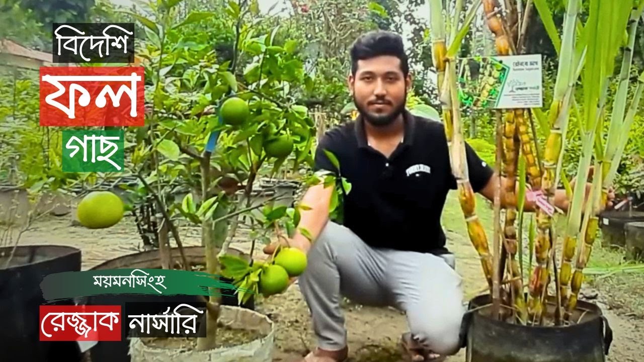 Foreign Fruit Tree Price In Razzak Nursery | ময়মনসিংহে বিদেশি ফল গাছের দাম | Gardening Bangladesh