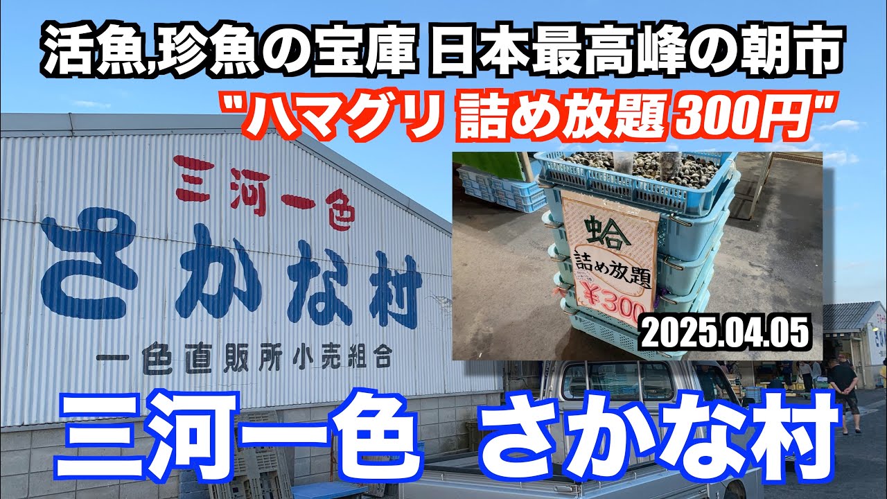 【三河一色さかな村 ハマグリ詰め放題が300円 活魚,珍魚の宝庫 日本最高峰の朝市】あばお 海鮮ちゃんねる #366 2025.04.05