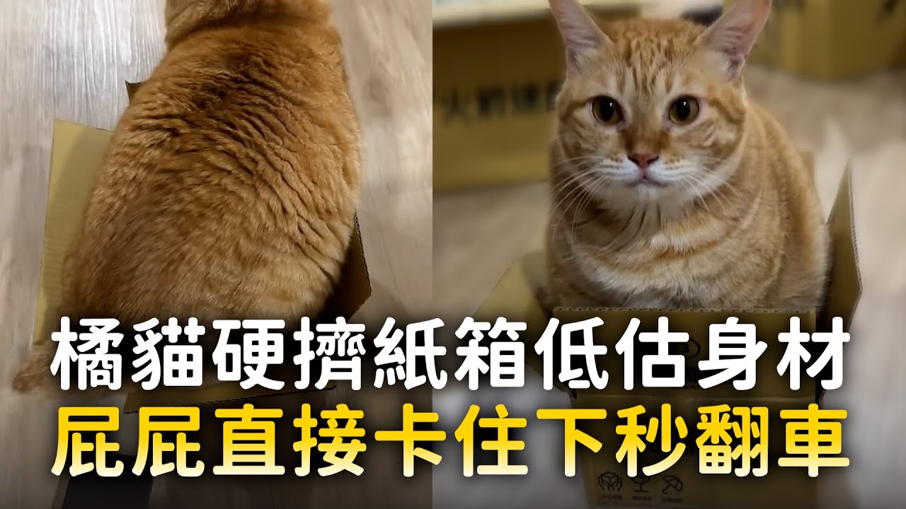 橘貓硬擠紙箱低估身材　屁屁直接卡住下秒翻車