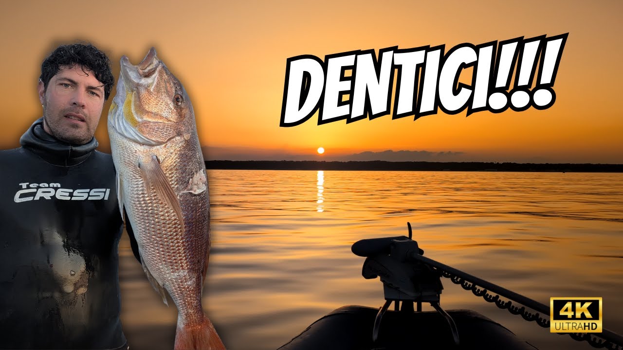 Una bella pescata di dentici in apnea!