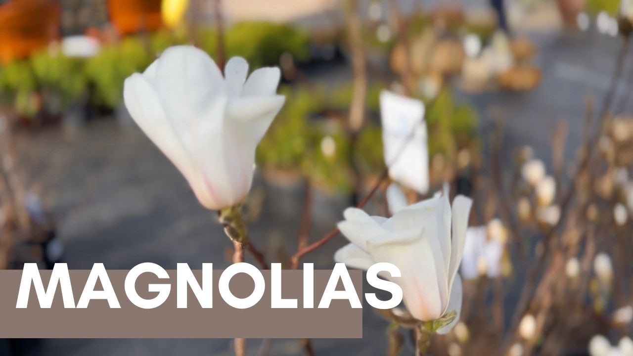 Magnolias Blooming at the Oceanview!