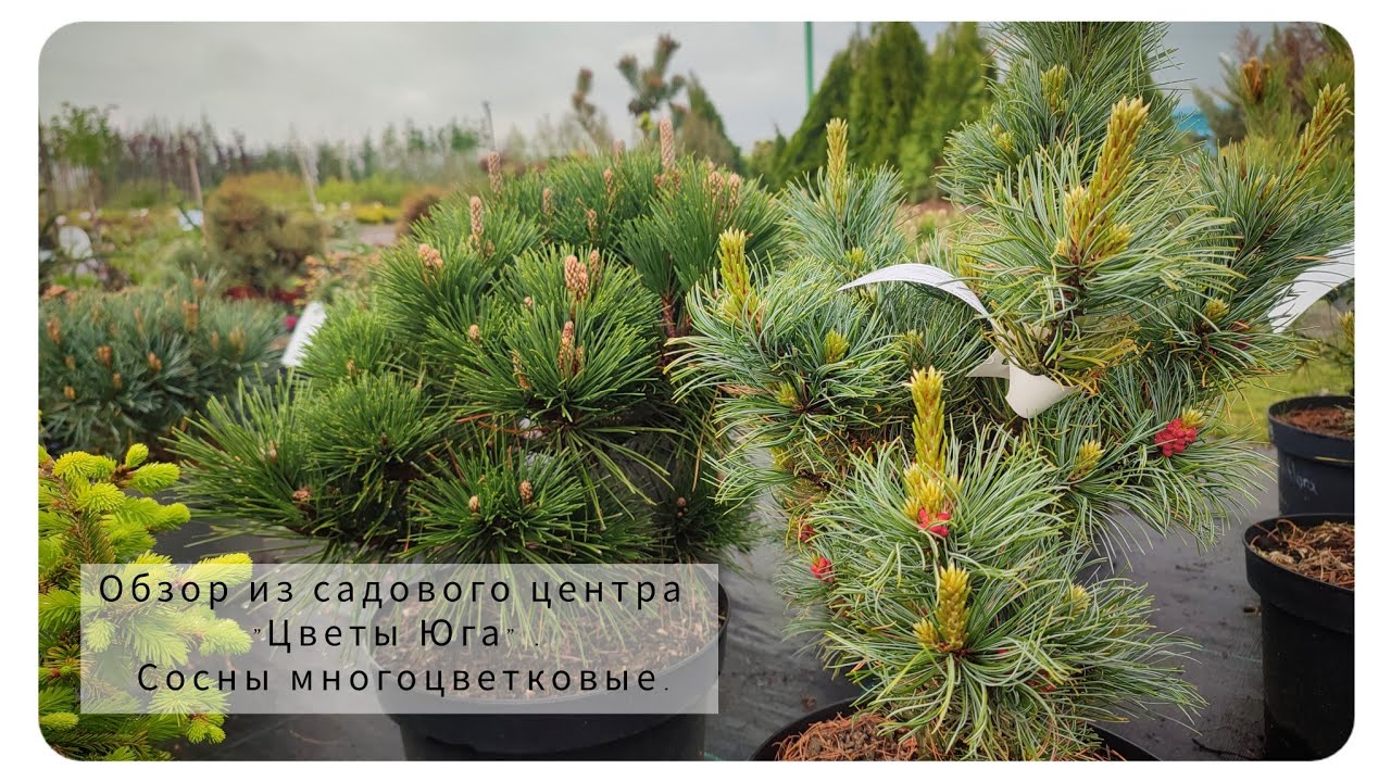 Небольшой обзор из садового центра 