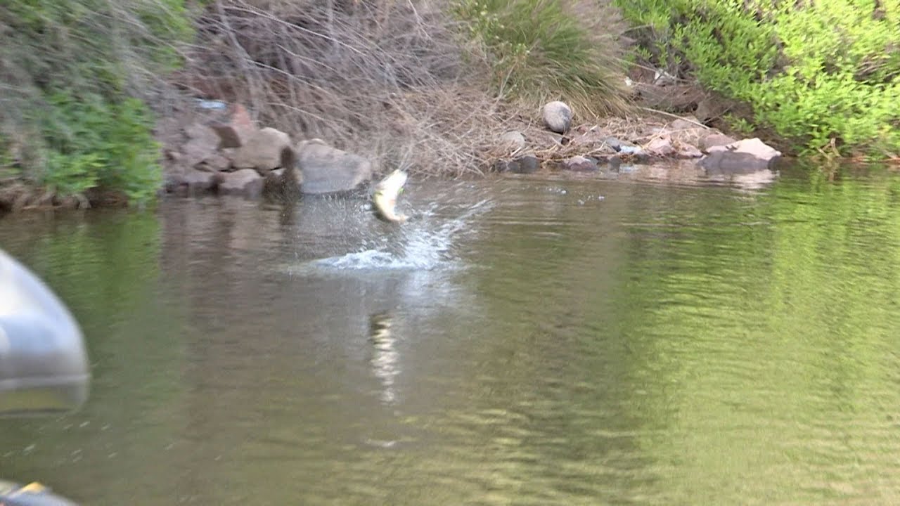 Fishing with Johnny Johnson - Walking the Dog