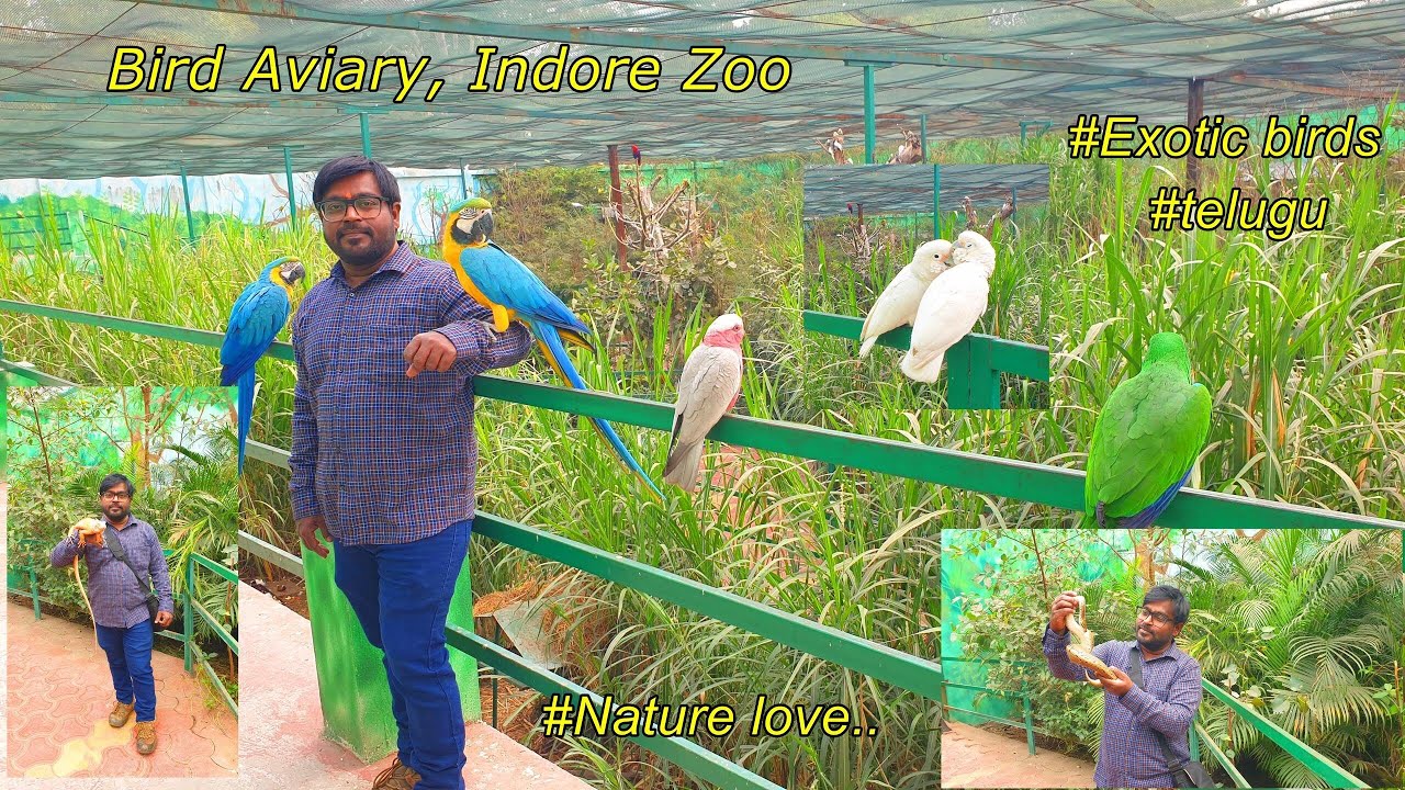 INDORE ZOO BIRD AVIARY | Indore Zoo | Bird Farm | అరుదయిన చిలకలు | Exotic birds | #onhistravel vlogs