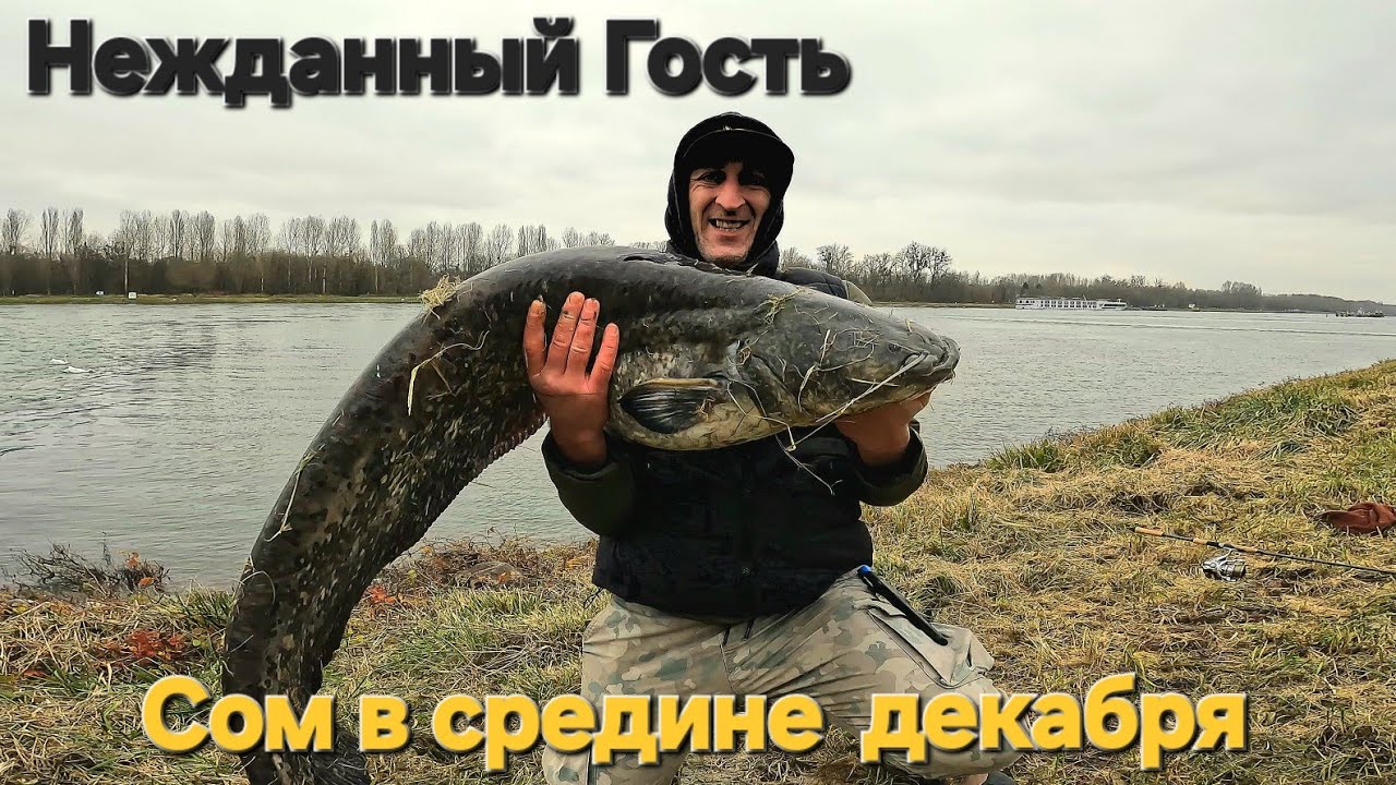 Рекордный сом на спиннинг, ловля сома на Райне! Рыбалка на сома! #спиннинг #рыбалка #сом