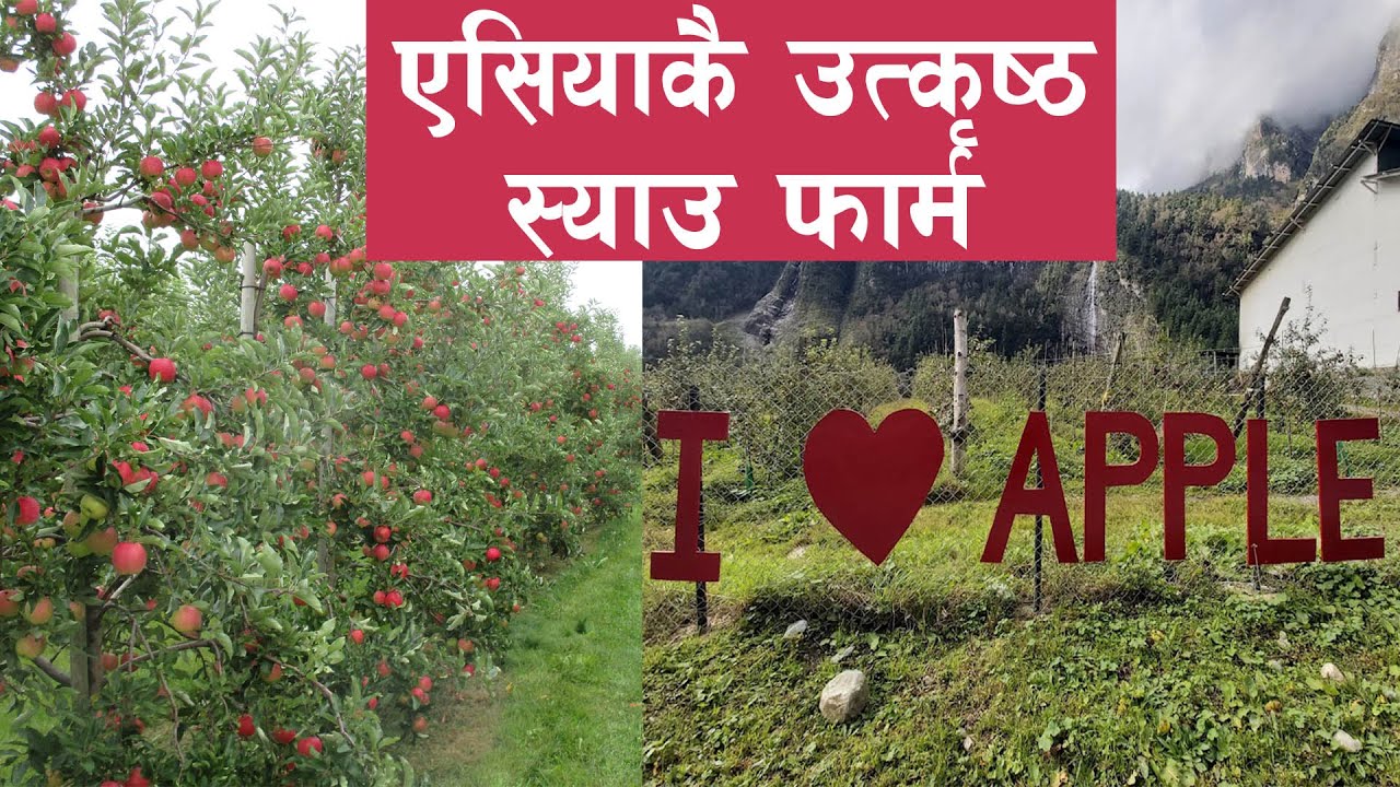 BIGGEST APPLE FARM OF SOUTH ASIA|| दक्षिण एसियाकै ठुलो स्याउ फार्म नेपालमा || BHRATANG APPLE FARM ||