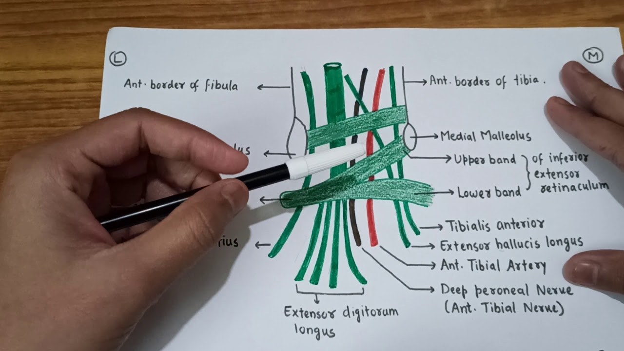 Extensor Retinaculum