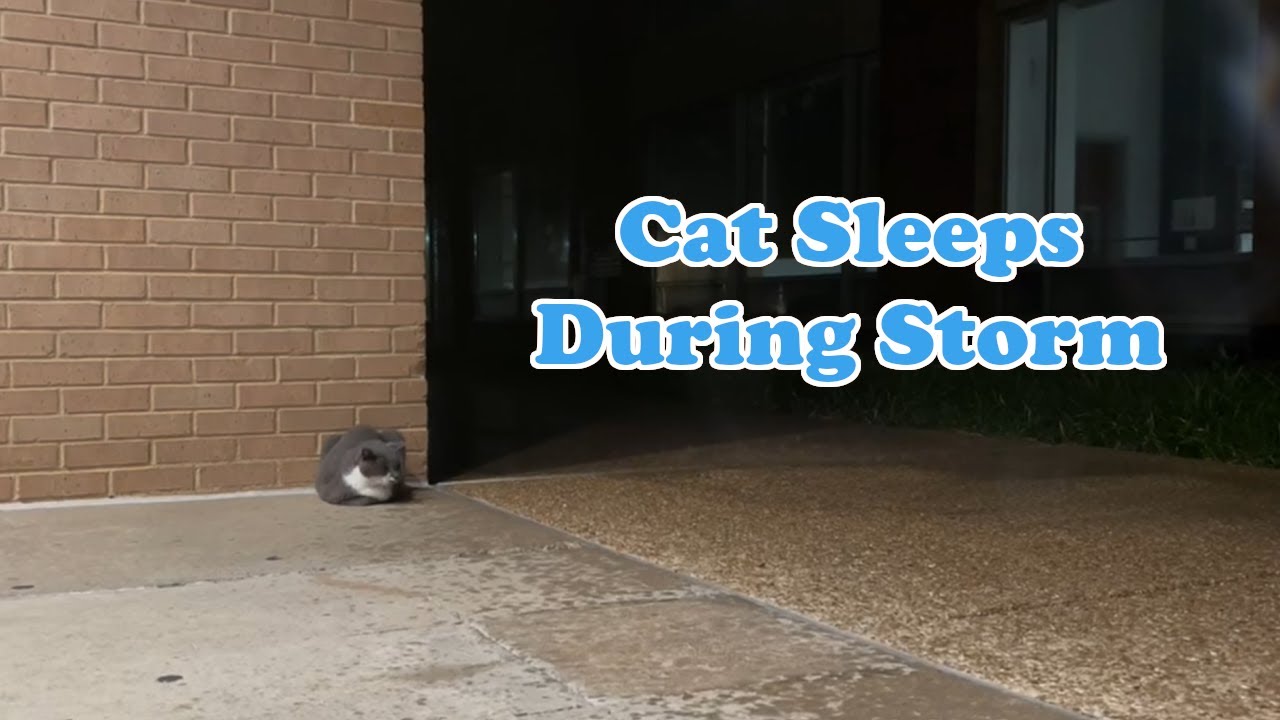Nighttime Rain Sounds 1 Hour | Cat Naps Under Shelter with Soothing Rain Sounds | Sleep & Focus