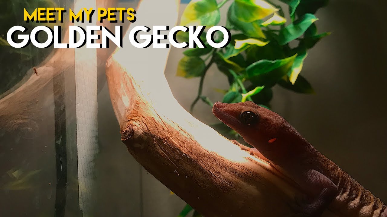 MEET MY PETS: Golden Gecko