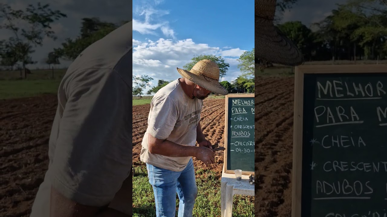 Em qual lua voc&ecirc; planta mandioca? #agro #campo #ro&ccedil;a #solo #agricultura