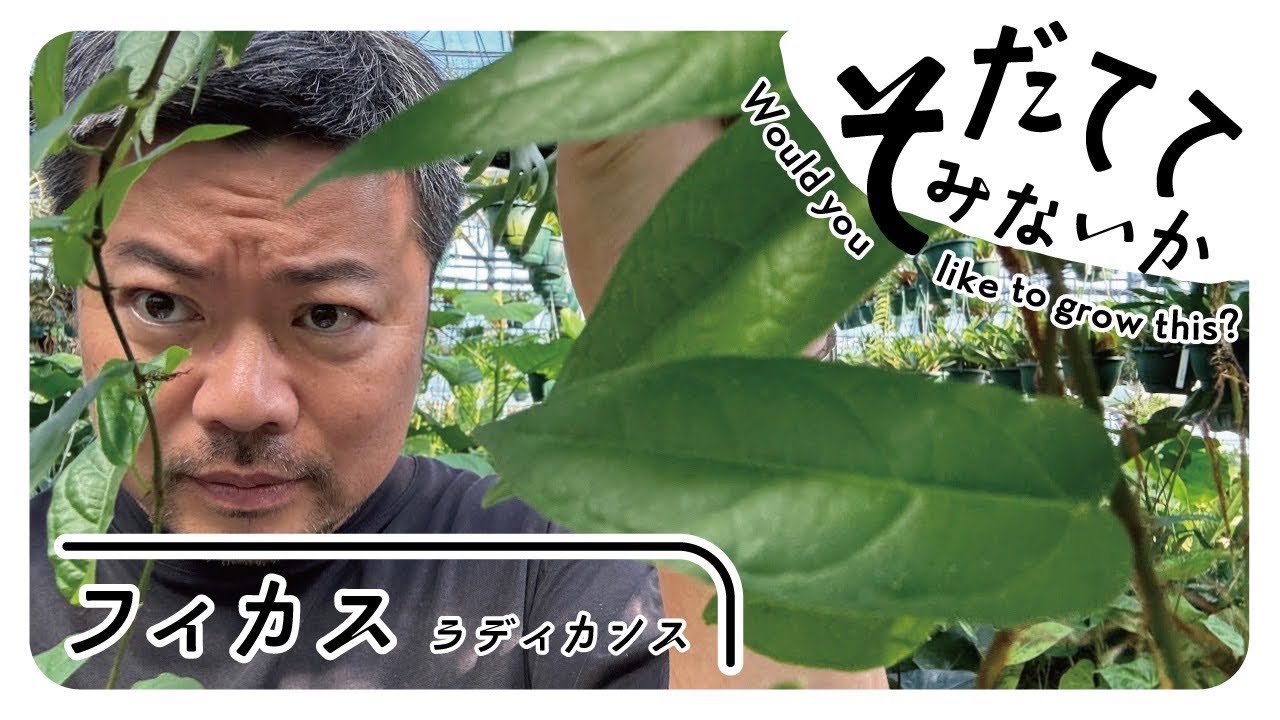 手間のかかるアイツを育ててみないか⁉️フィカス編