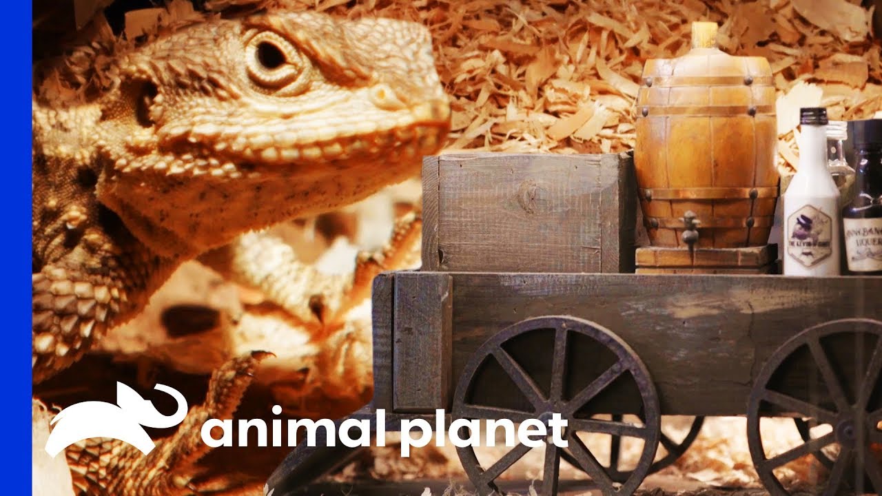 Building An Incredible Wild West Enclosure for Painted Agamas | Scaled