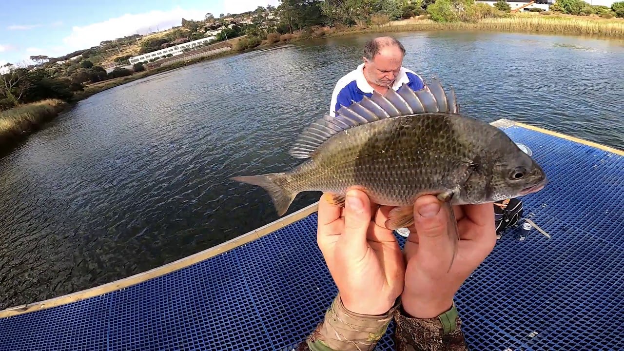 The ELUSIVE TAMAR BREAM!! Bream Fishing TAsmania