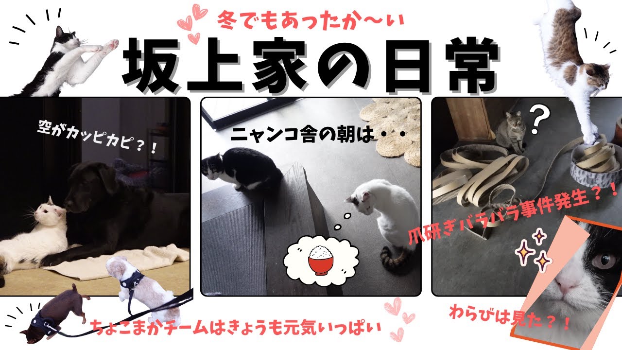 【仲良しって癒し】やさしいアキはニャンコ達の人気者！わらちゃんはそんなこと言いません！買ったばかりの爪とぎが・・泣