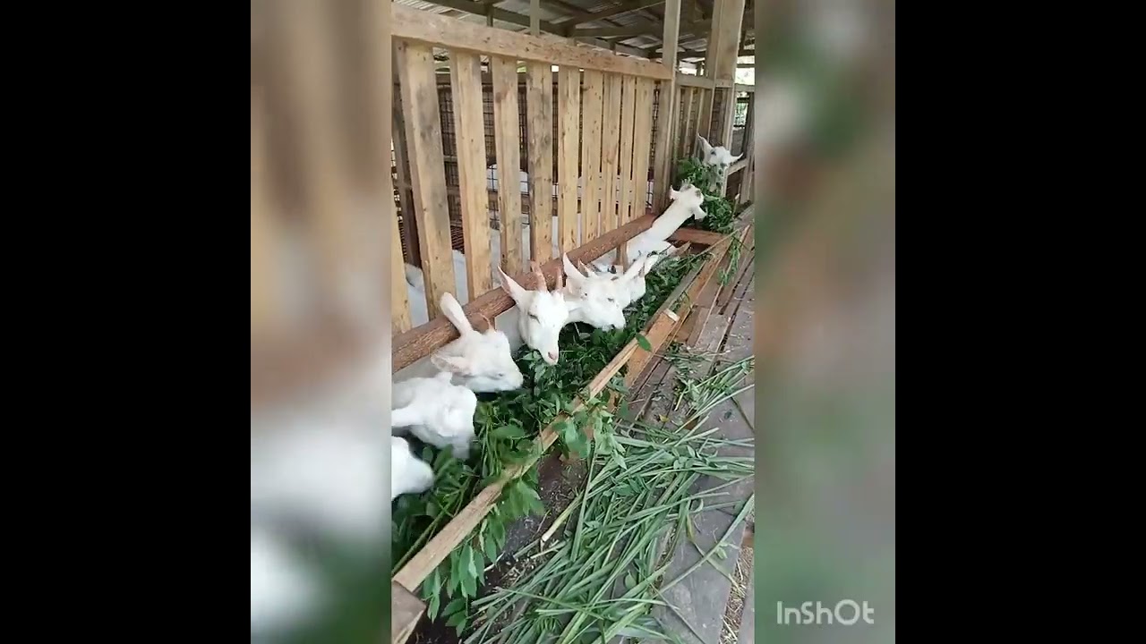 Dairy Goat Farming in the Philippines