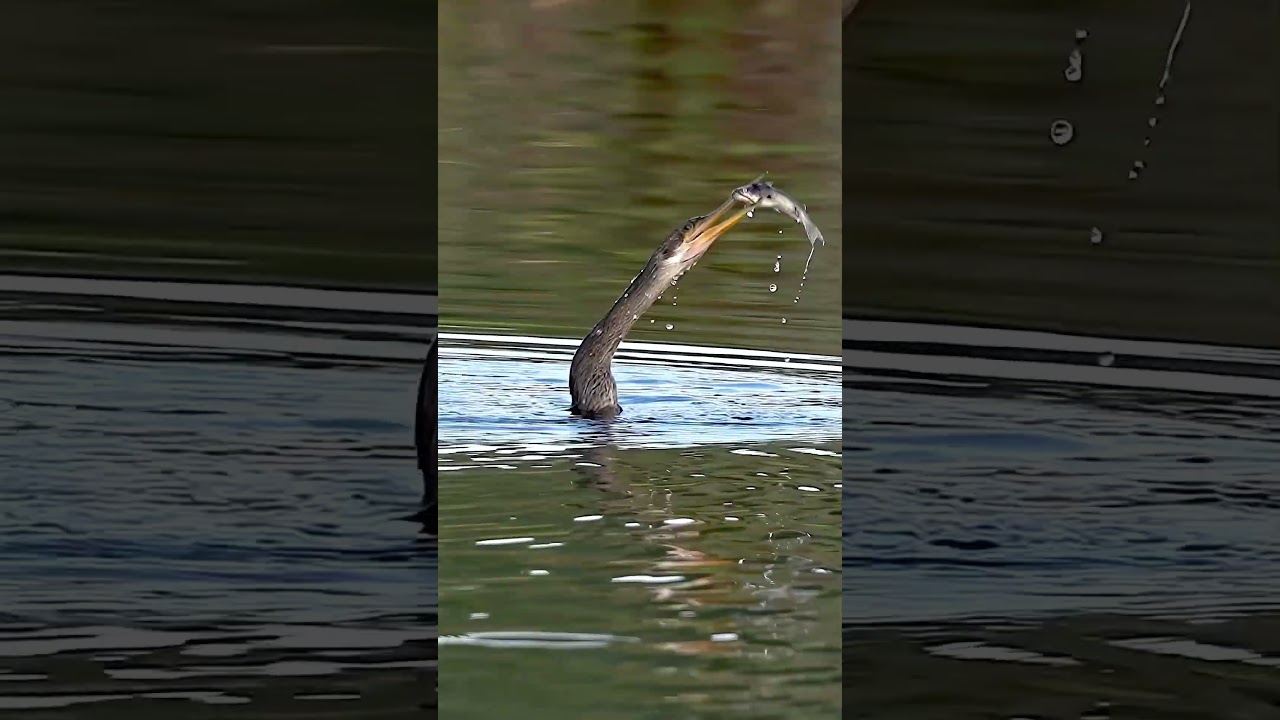 Loch Ness Monster is Really an Anhinga.
