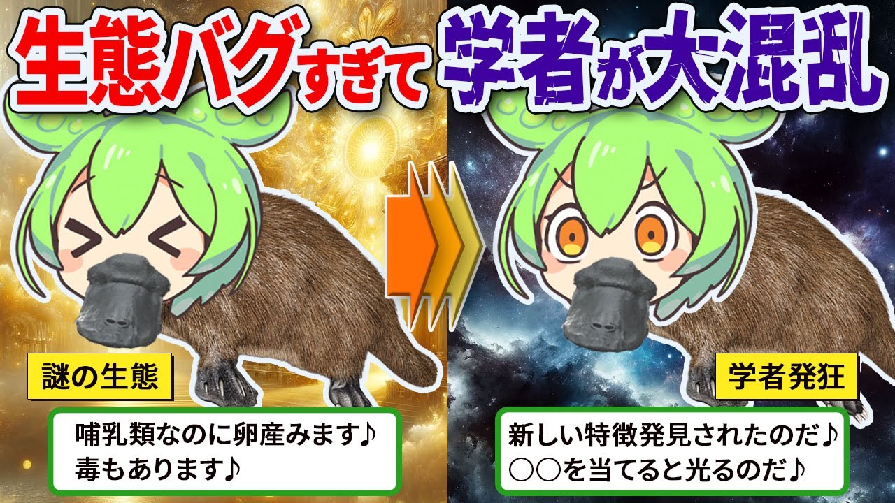 【自然界のバグ】カモノハシとかいう生態が滅茶苦茶な生物！その正体とは…!?