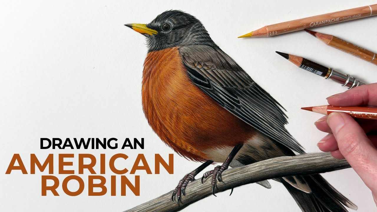 Drawing An American Robin In Colored Pencil