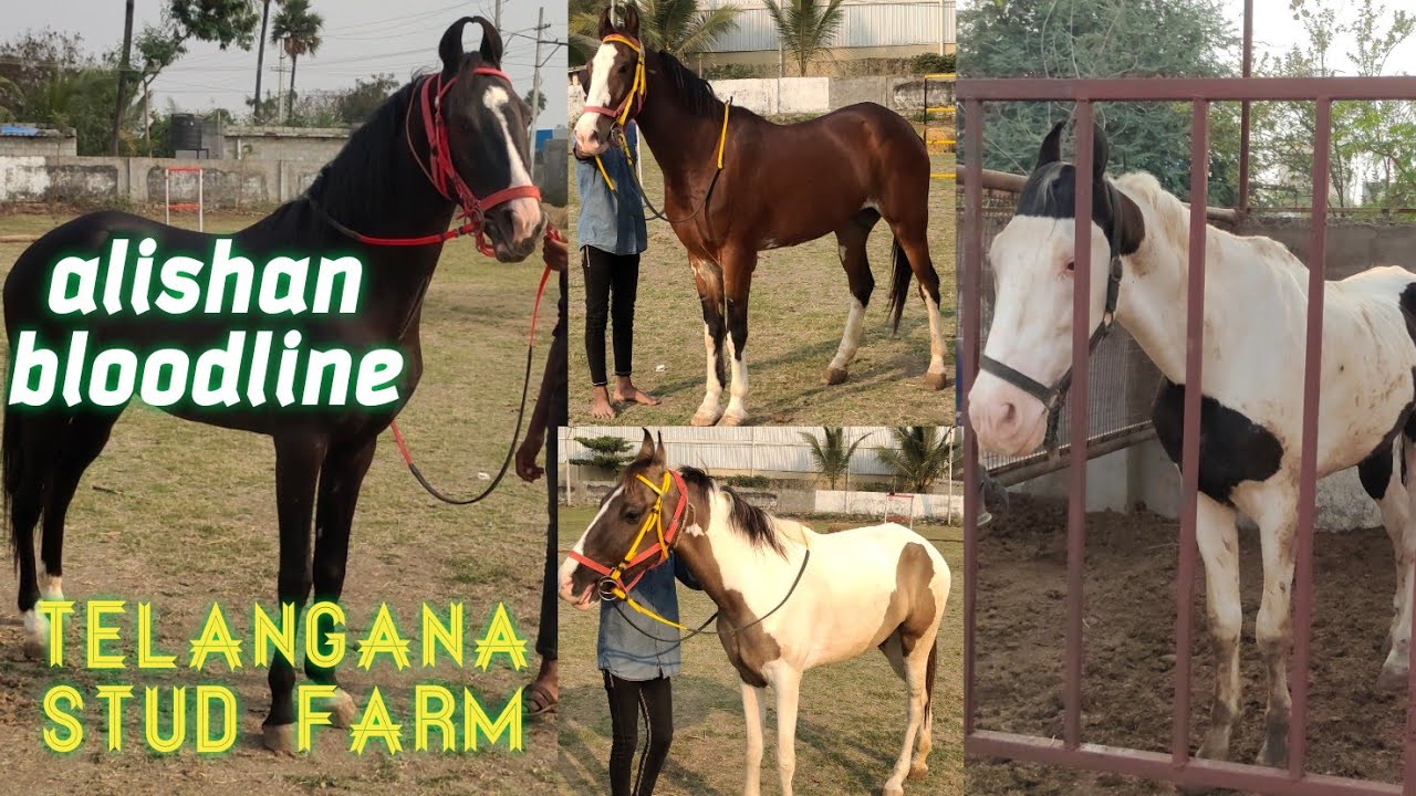 Telangana stud farm hyderabad | marwadi 🐎 alishan bloodline horse in Hyderabad
