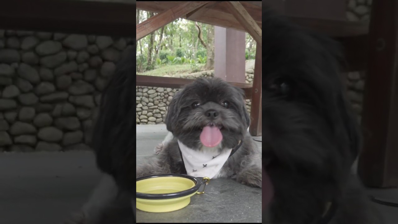 Camping Adventures at Camp AWOL / Pet Friendly Campsite / Lakwatserong Kiwi