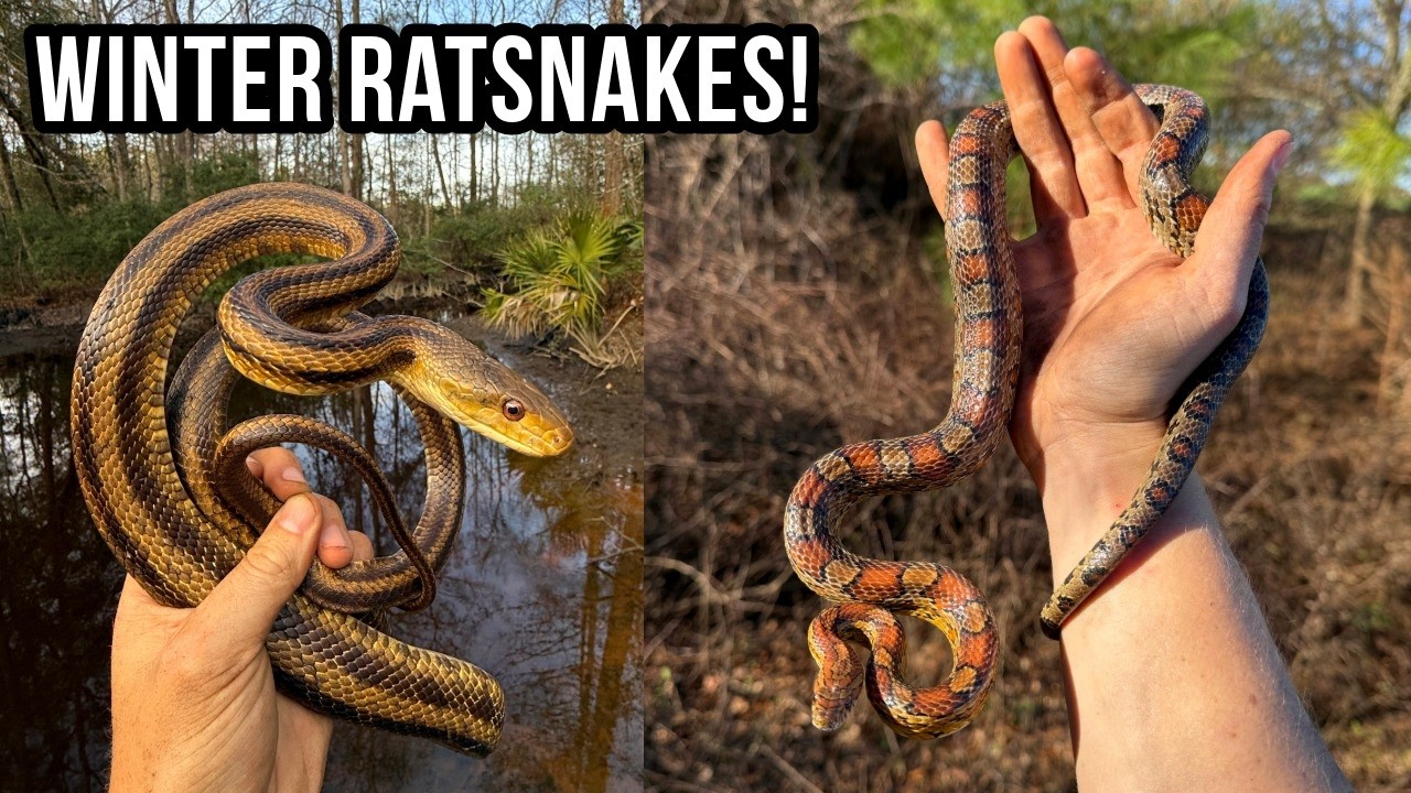 Winter Ratsnakes and Adorable Baby Gopher Tortoises! January Herping in South Georgia!