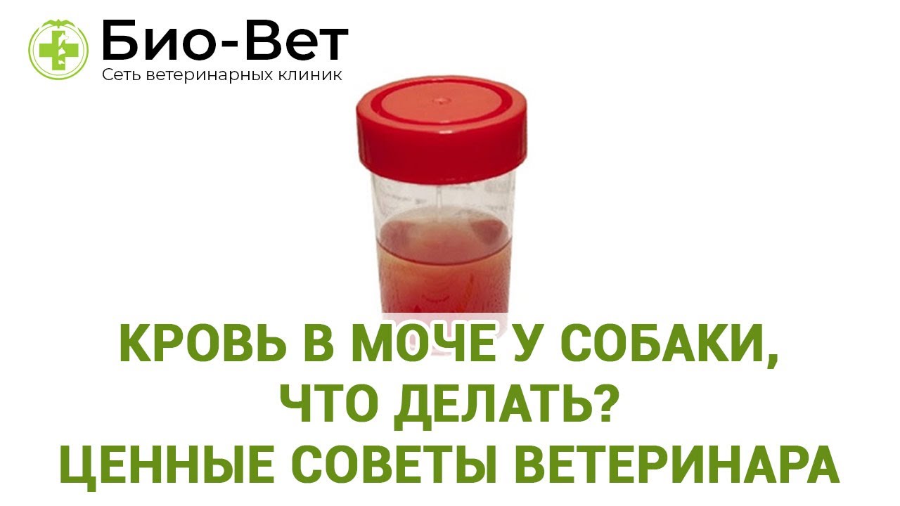 Кровь в Моче у Собаки - Причины и Что Делать // Сеть Ветклиник БИО-ВЕТ