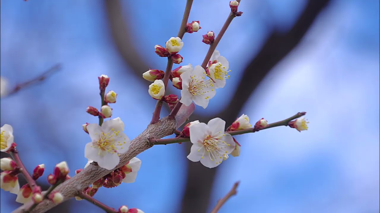 今日の梅林