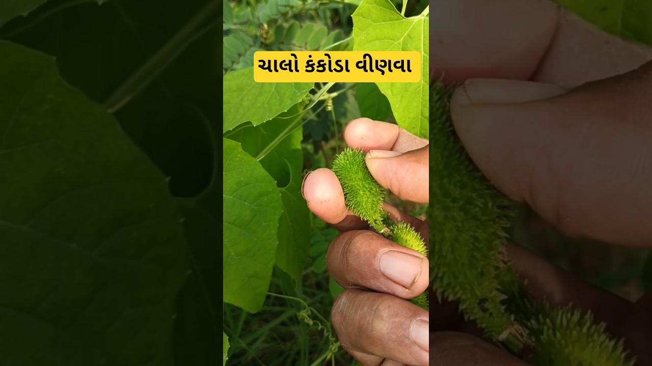 Kankoda, kantola #kankoda #kantola,#farmer ##food #foodie #villagelife #shortvideo