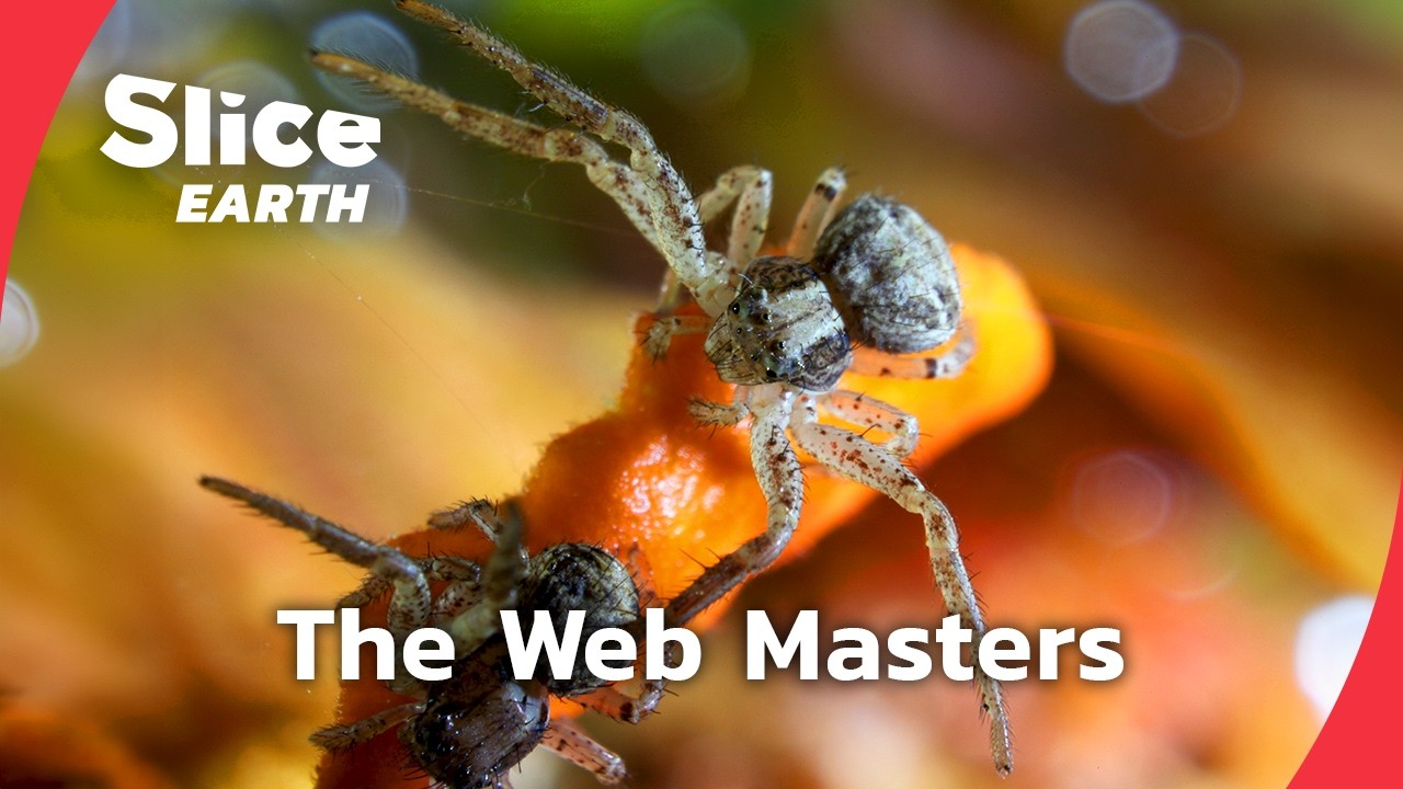 Super Spider: Discovering Nature&rsquo;s Ultimate Engineer |&nbsp;SLICE EARTH | FULL DOC